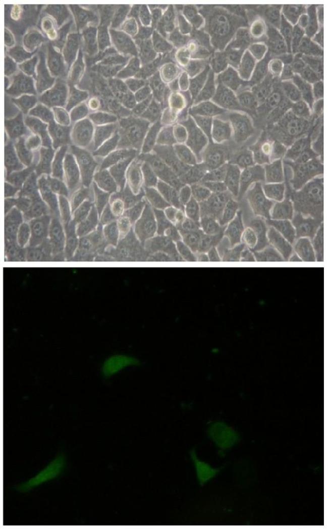 CD133 (Prominin-1) Antibody in Immunohistochemistry (IHC)