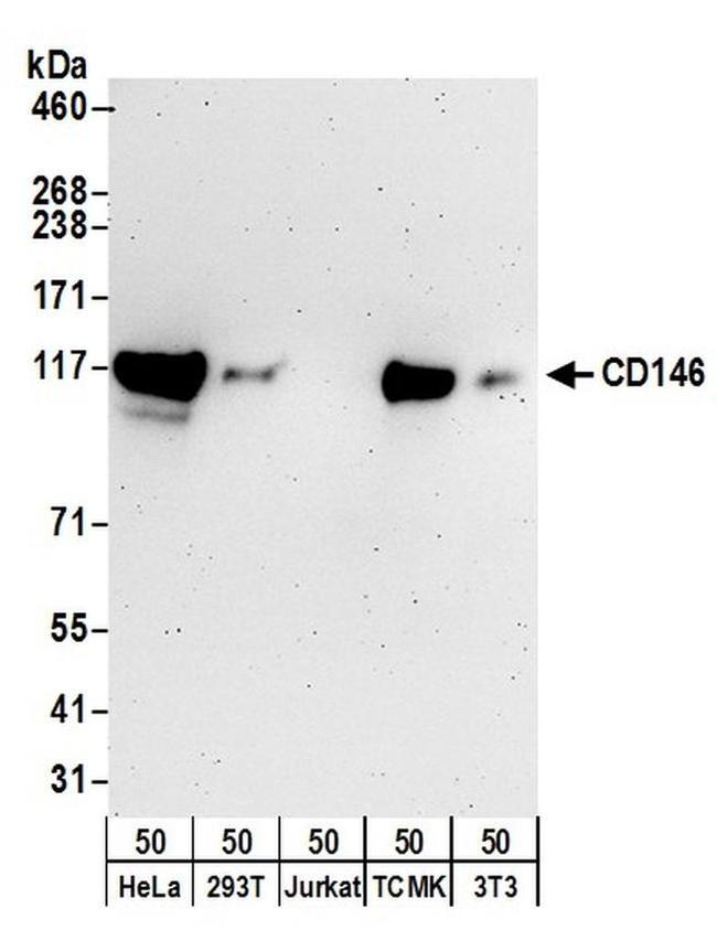 CD146 Antibody in Western Blot (WB)