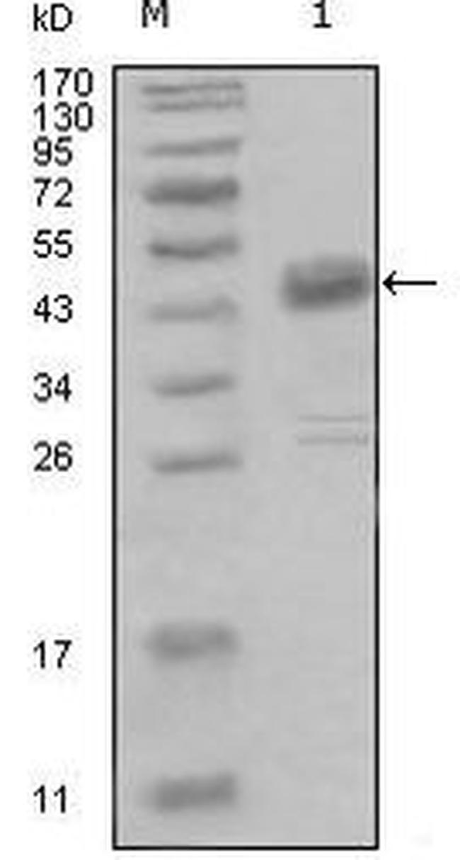 MCK10 Antibody in Western Blot (WB)