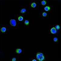 CD18 Antibody in Immunocytochemistry (ICC/IF)