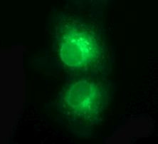 CD1C Antibody in Immunocytochemistry (ICC/IF)