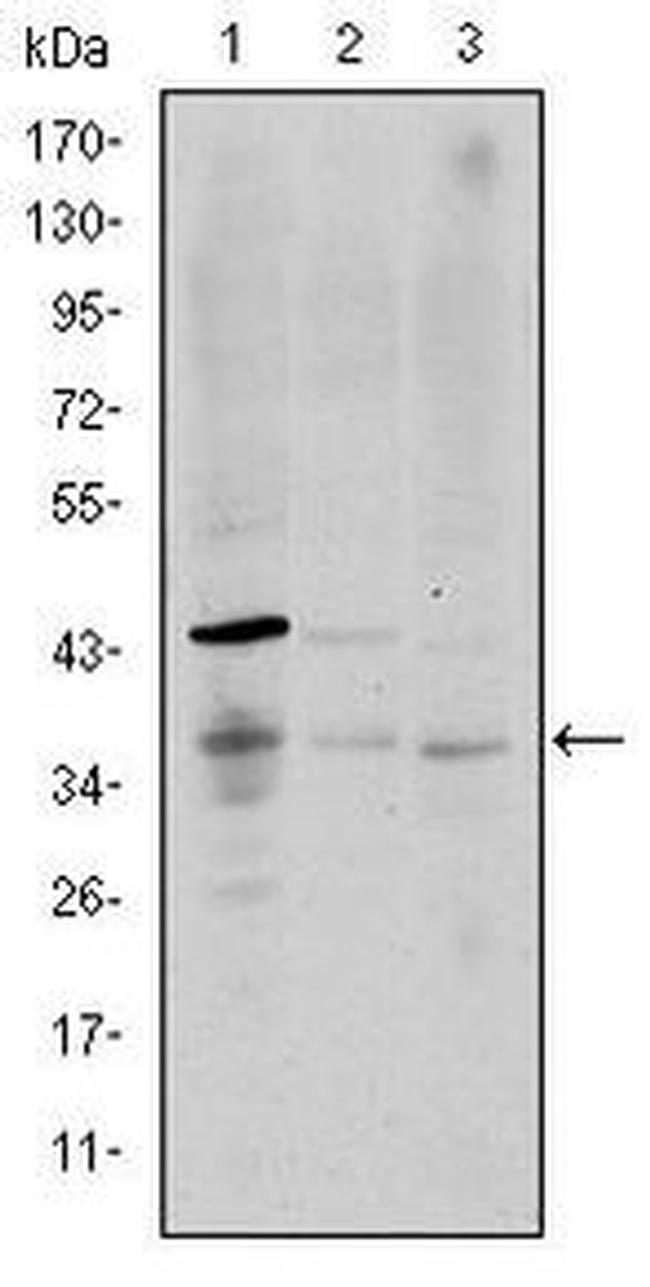 CD1a Antibody in Western Blot (WB)