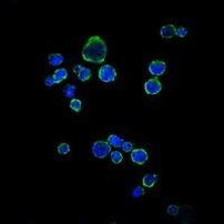 CD1a Antibody in Immunocytochemistry (ICC/IF)