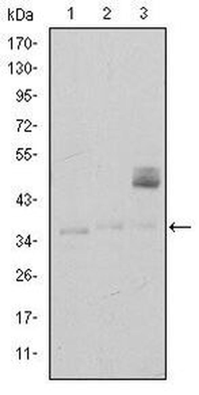 CD1a Antibody in Western Blot (WB)