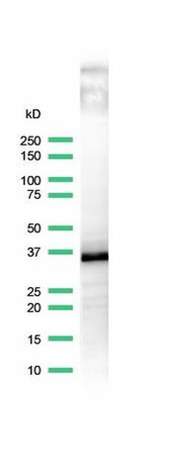 CD20 Antibody in Western Blot (WB)