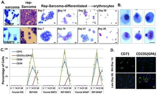 CD235a (Glycophorin A) Antibody in Immunocytochemistry (ICC/IF)