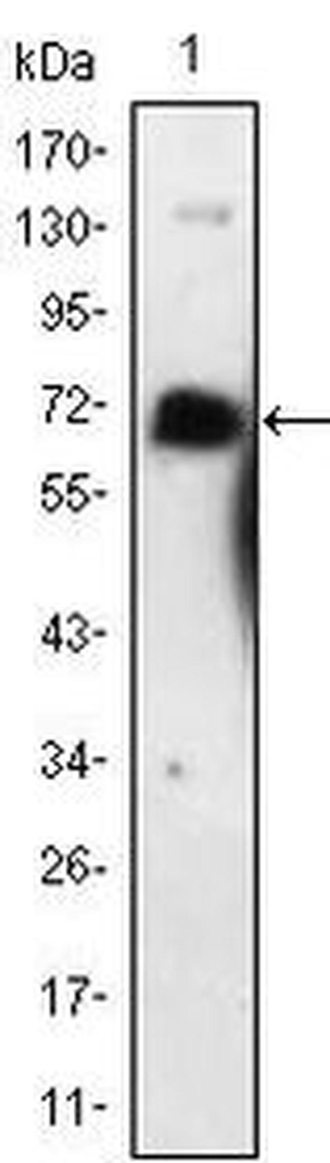 NGFR Antibody in Western Blot (WB)