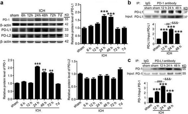 PD-L1 Antibody in Western Blot (WB)