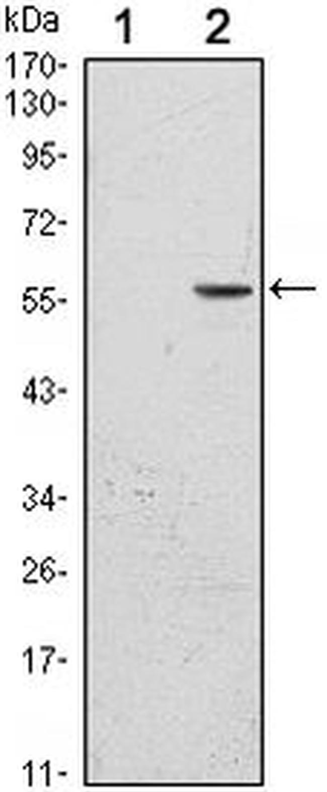 B7-H3 Antibody in Western Blot (WB)