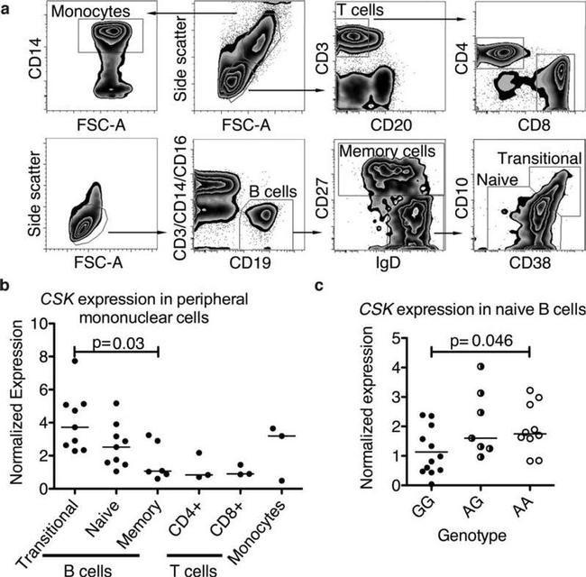 CD27 Antibody in Flow Cytometry (Flow)