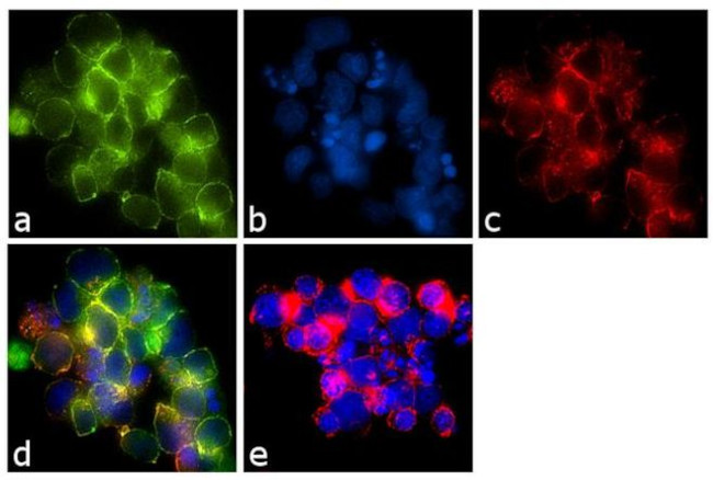 CD28 Antibody in Immunocytochemistry (ICC/IF)