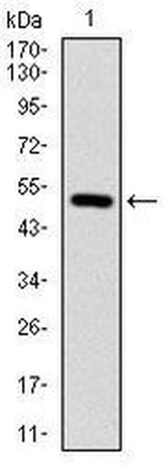 ITGB1 Antibody in Western Blot (WB)