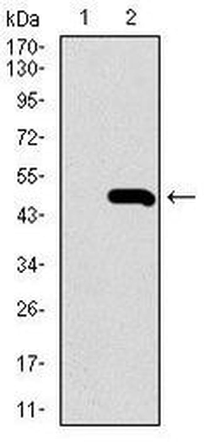 BMPR1A Antibody in Western Blot (WB)