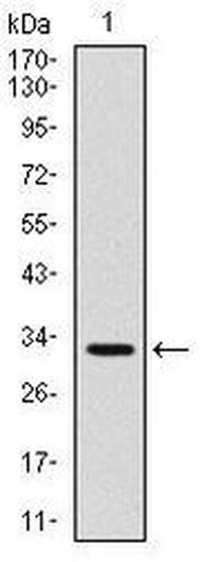 CD30 Antibody in Western Blot (WB)