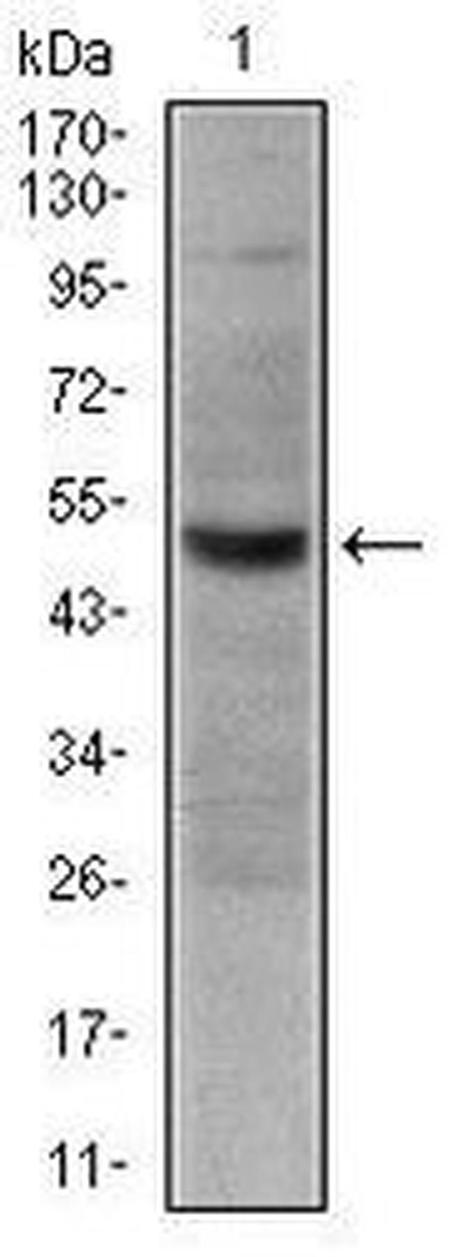 CD30 Antibody in Western Blot (WB)