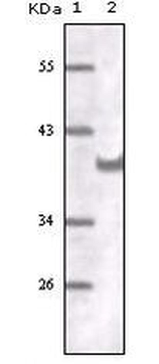 CD31 Antibody in Western Blot (WB)