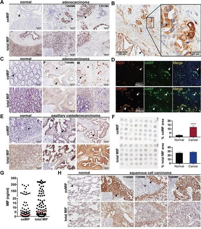 CD31 (PECAM-1) Antibody in Immunohistochemistry (Frozen) (IHC (F))