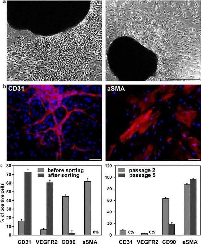 CD31 (PECAM-1) Antibody in Immunocytochemistry (ICC/IF)