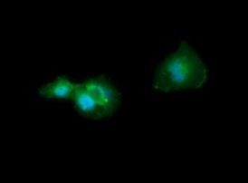 CD33 Antibody in Immunocytochemistry (ICC/IF)