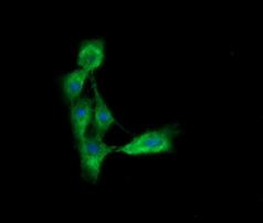 CD33 Antibody in Immunocytochemistry (ICC/IF)