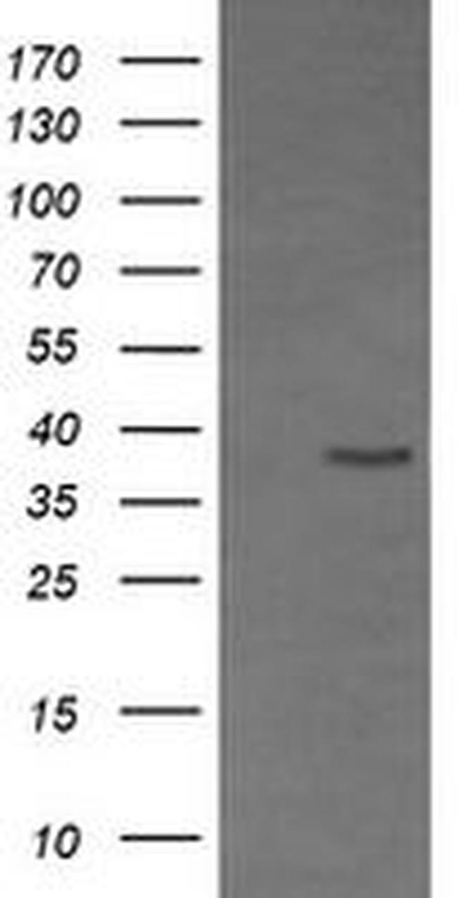 CD33 Antibody in Western Blot (WB)