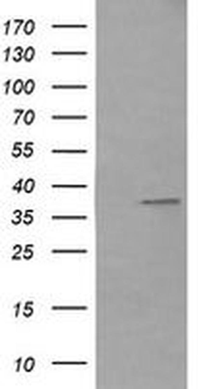 CD33 Antibody in Western Blot (WB)