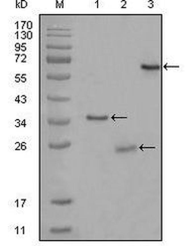 CD33 Antibody in Western Blot (WB)