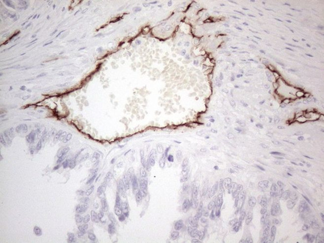 CD34 Antibody in Immunohistochemistry (Paraffin) (IHC (P))