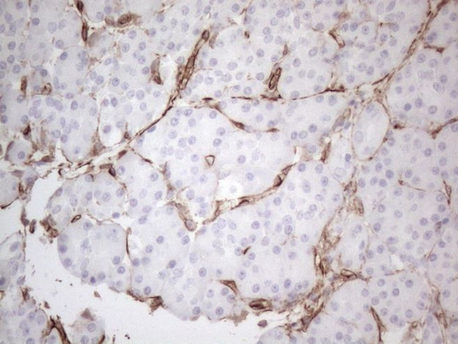 CD34 Antibody in Immunohistochemistry (Paraffin) (IHC (P))