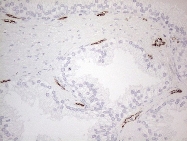 CD34 Antibody in Immunohistochemistry (Paraffin) (IHC (P))