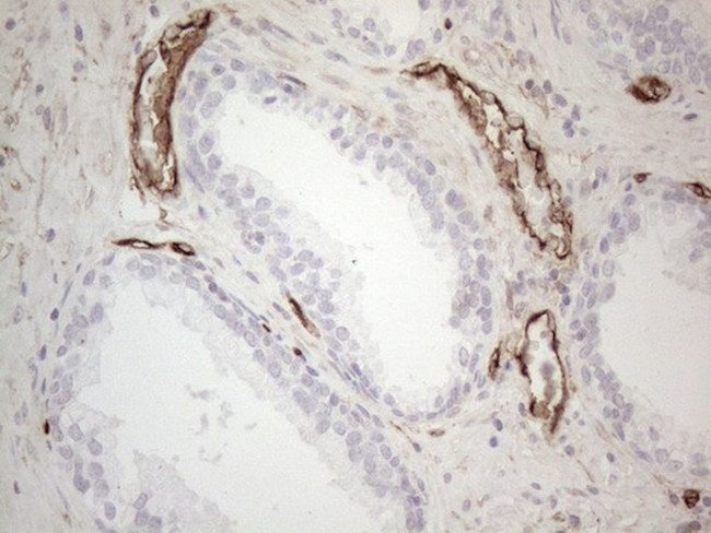 CD34 Antibody in Immunohistochemistry (Paraffin) (IHC (P))