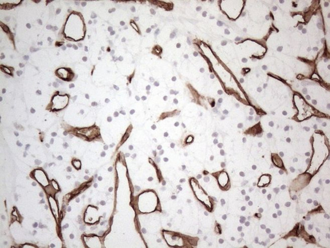 CD34 Antibody in Immunohistochemistry (Paraffin) (IHC (P))