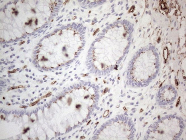 CD34 Antibody in Immunohistochemistry (Paraffin) (IHC (P))