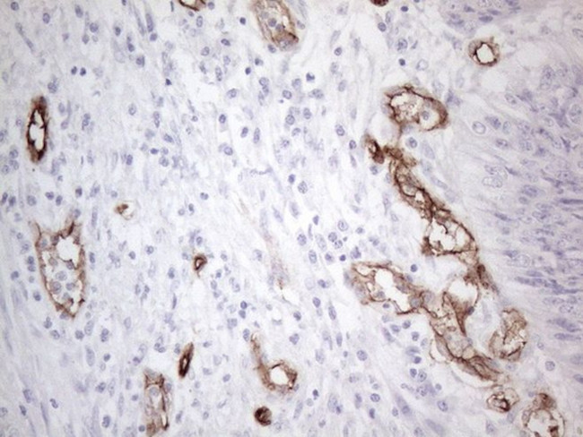 CD34 Antibody in Immunohistochemistry (Paraffin) (IHC (P))