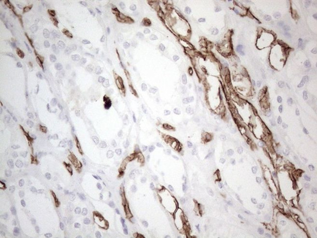 CD34 Antibody in Immunohistochemistry (Paraffin) (IHC (P))