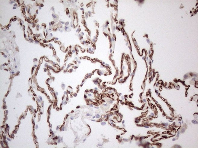 CD34 Antibody in Immunohistochemistry (Paraffin) (IHC (P))