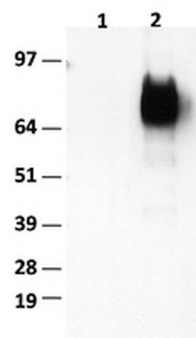 CD36 Antibody in Western Blot (WB)