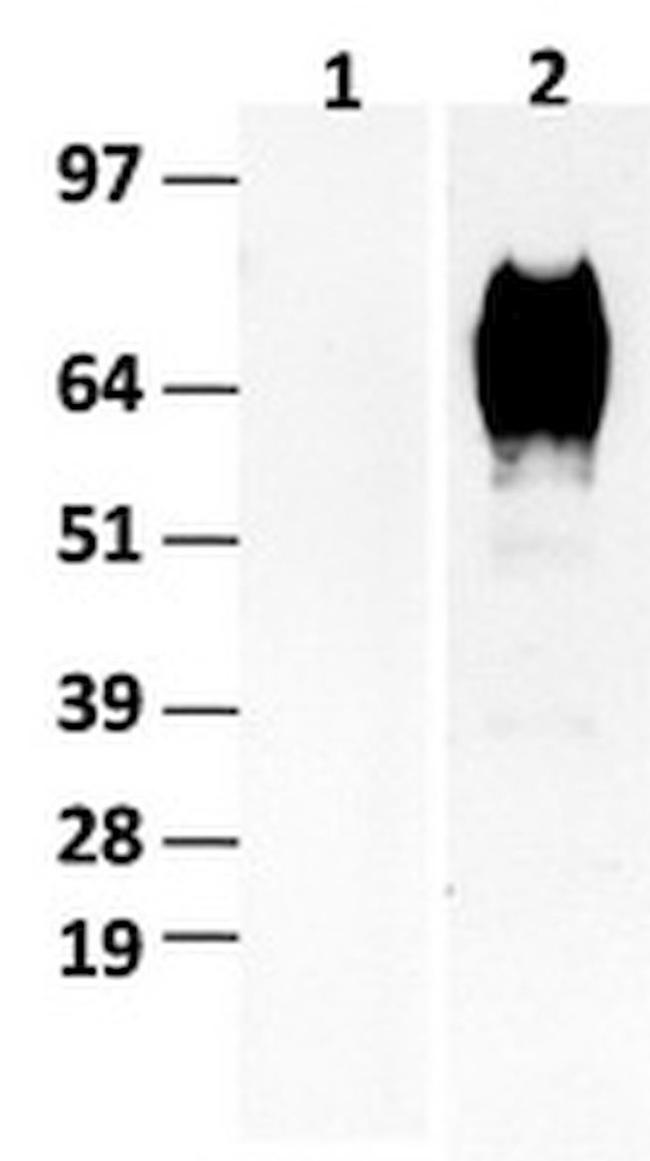 CD36 Antibody in Western Blot (WB)