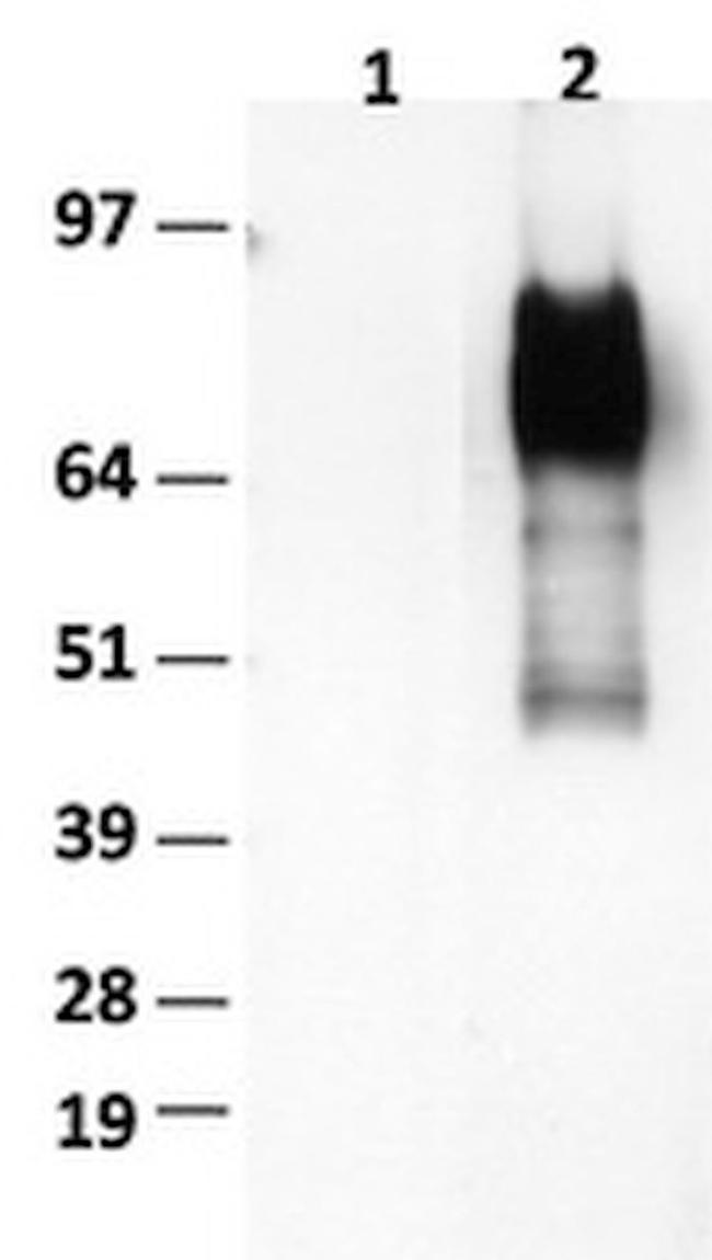 CD36 Antibody in Western Blot (WB)