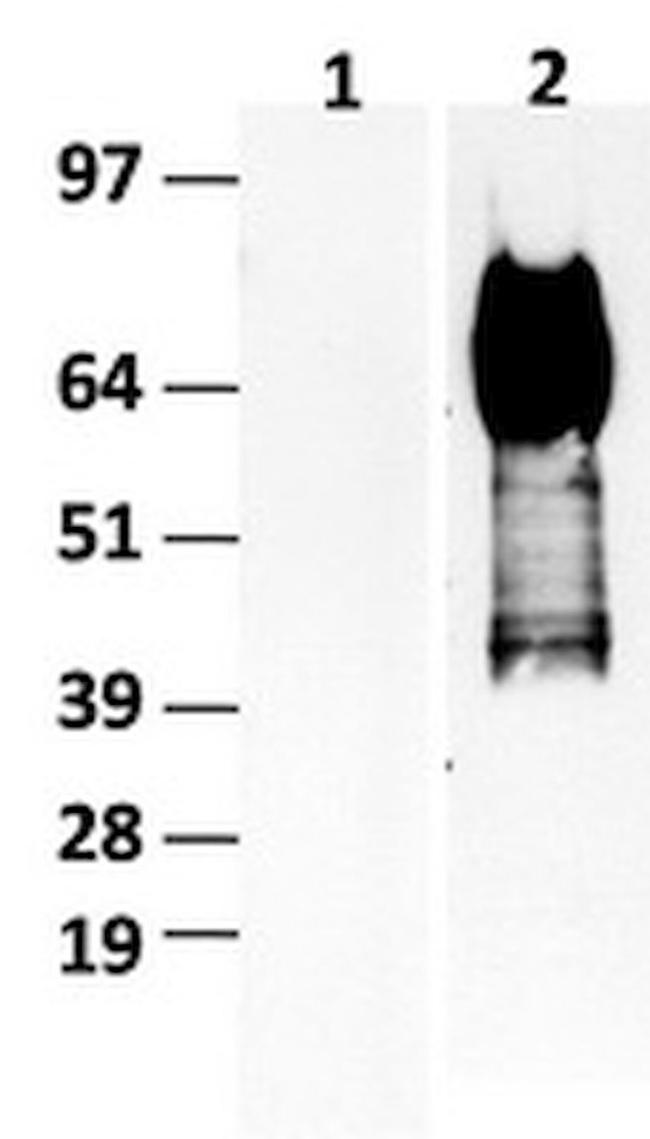 CD36 Antibody in Western Blot (WB)