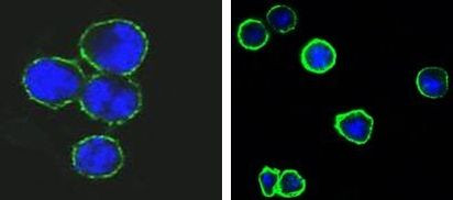 CD37 Antibody in Immunocytochemistry (ICC/IF)