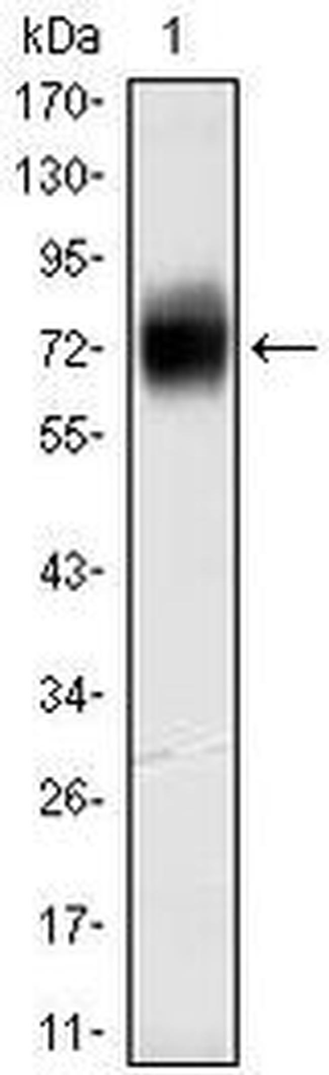 CD38 Antibody in Western Blot (WB)