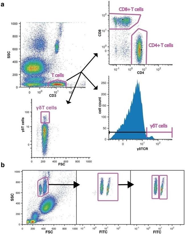 CD3 Antibody in Flow Cytometry (Flow)