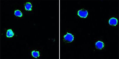 CD40 Antibody in Immunocytochemistry (ICC/IF)