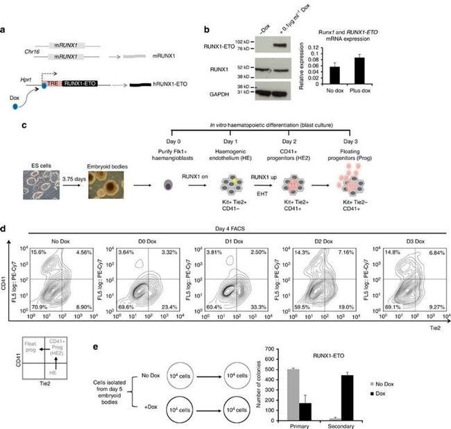 CD41a Antibody in Flow Cytometry (Flow)