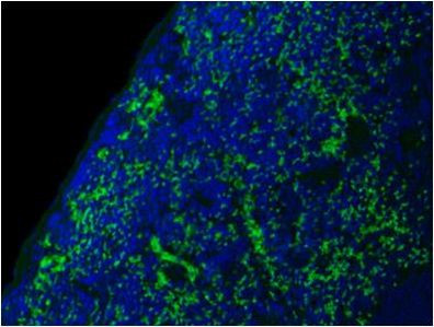 CD44 Antibody in Immunohistochemistry (Paraffin) (IHC (P))