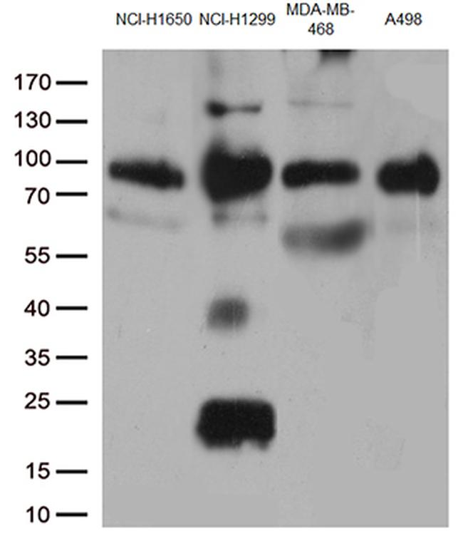 CD44 Antibody in Western Blot (WB)