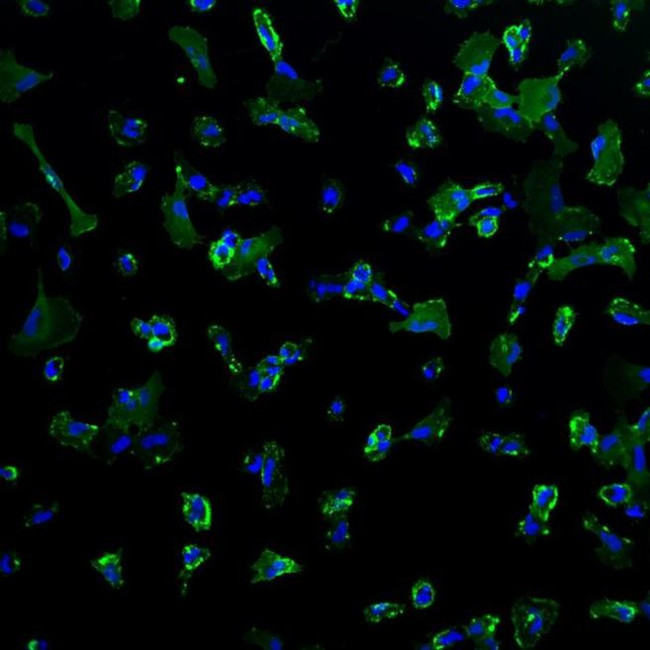 CD44 Antibody in Immunocytochemistry (ICC/IF)