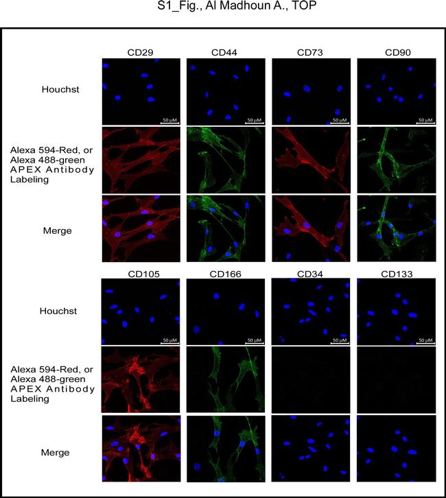 CD44 Antibody in Immunocytochemistry (ICC/IF)