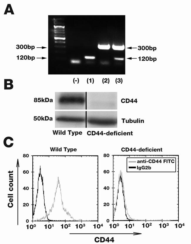 CD44 Antibody in Western Blot, Flow Cytometry (WB, Flow)